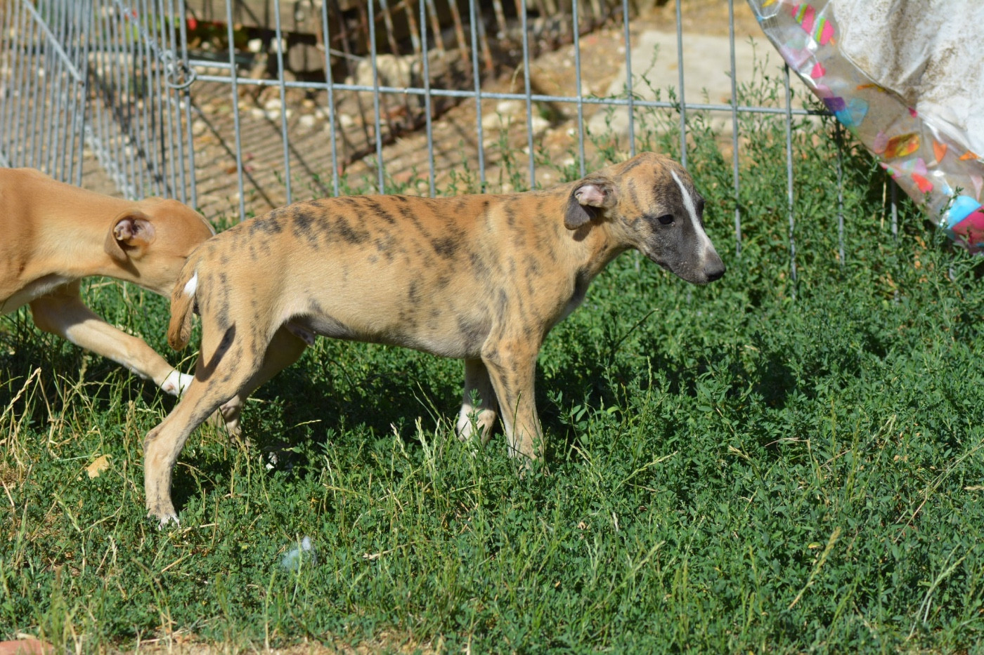 Du Haras Eclair Horside'whip - Chiots disponibles - Whippet
