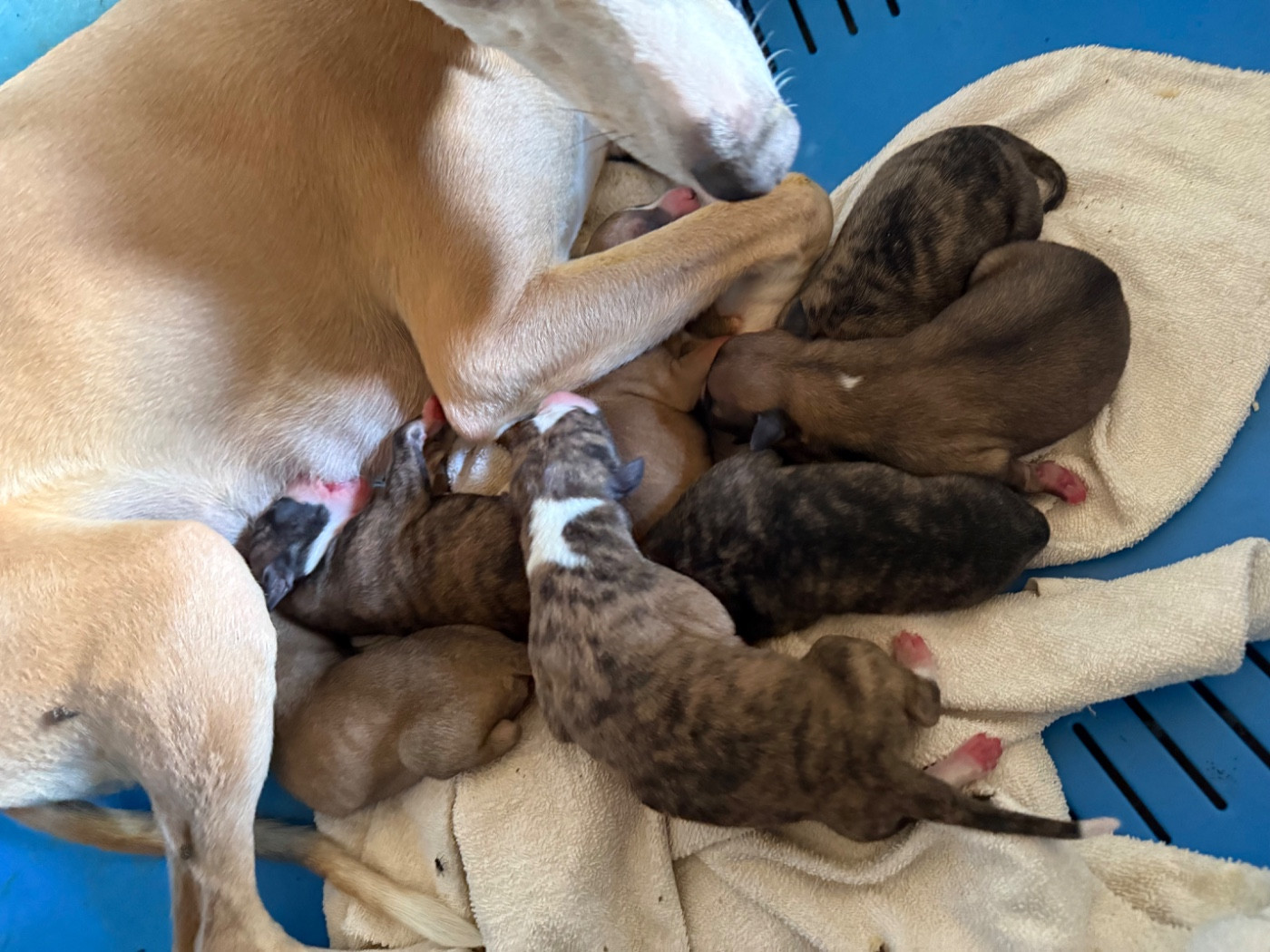 Chiot Whippet Du Haras Eclair Horside'whip