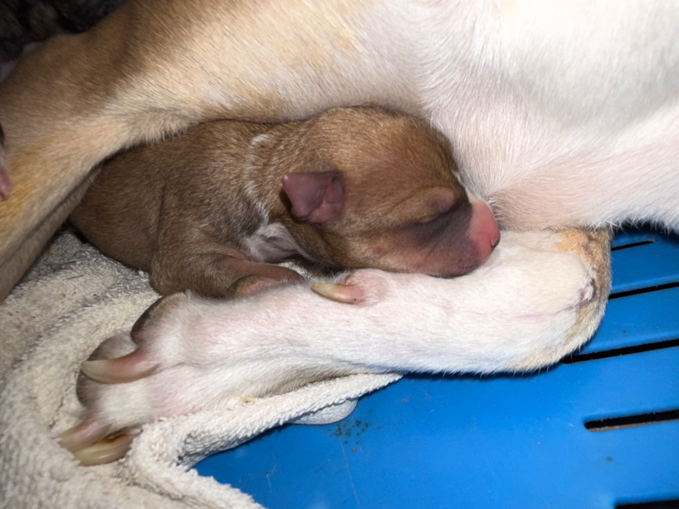 Du Haras Eclair Horside'whip - Chiots disponibles - Whippet