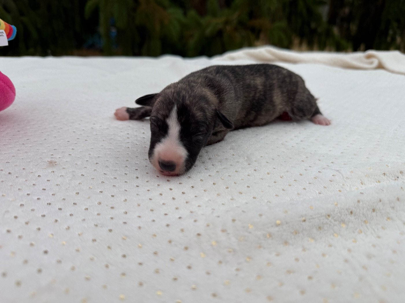 Du Haras Eclair Horside'whip - Chiots disponibles - Whippet