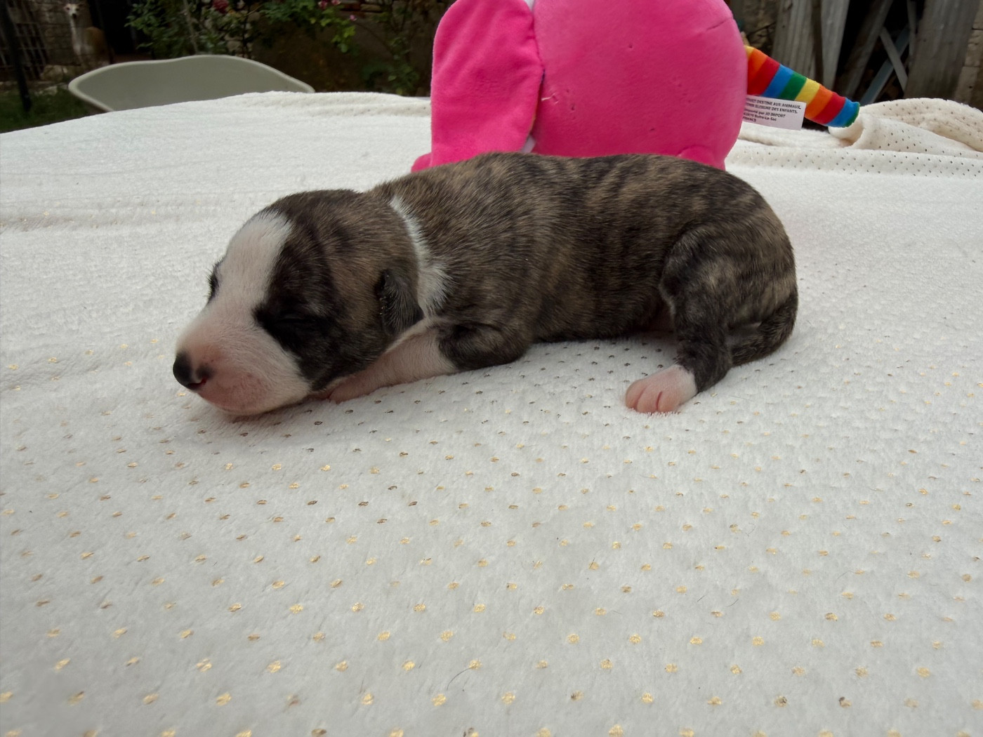 Du Haras Eclair Horside'whip - Chiots disponibles - Whippet
