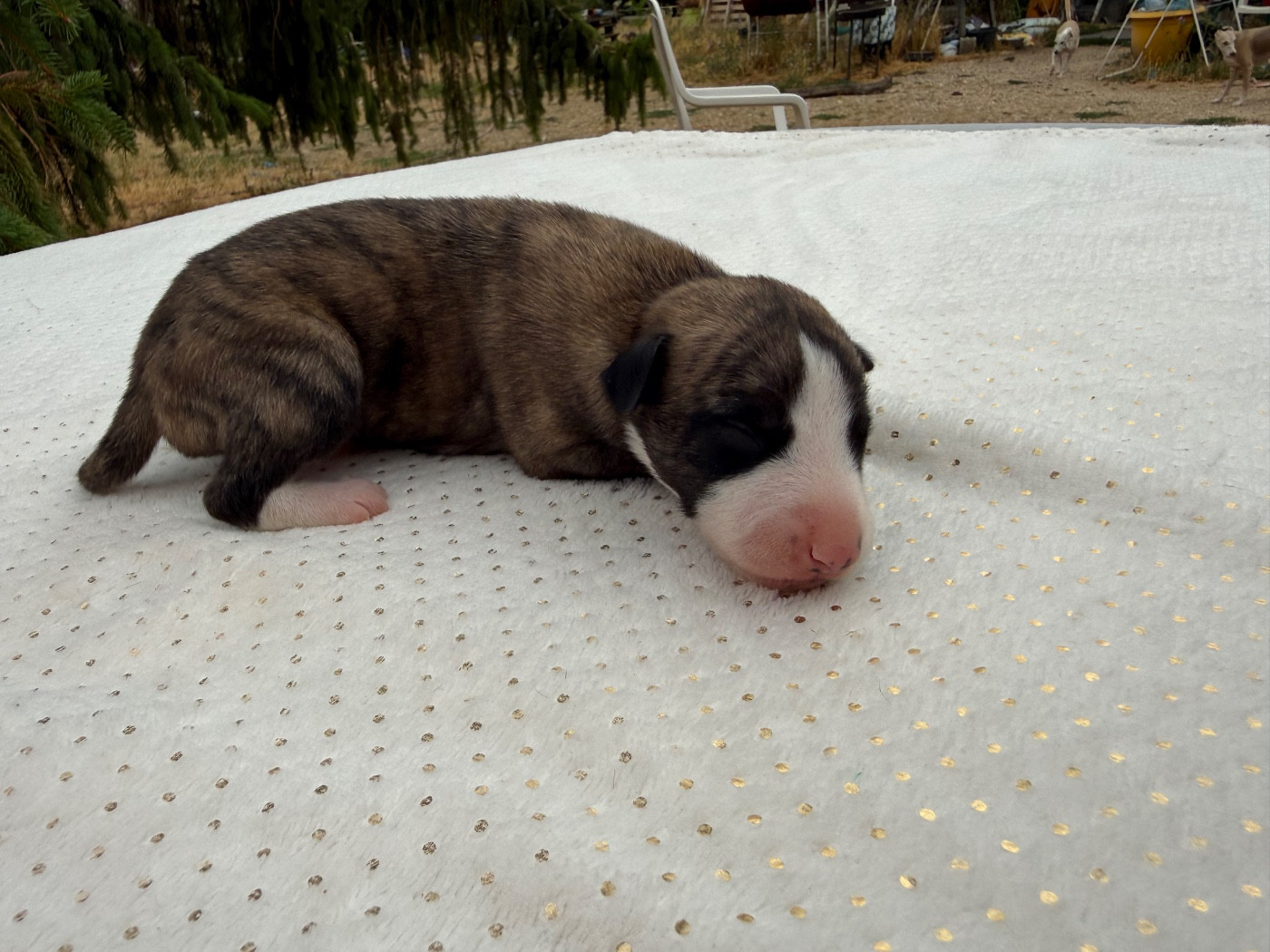 Du Haras Eclair Horside'whip - Chiots disponibles - Whippet
