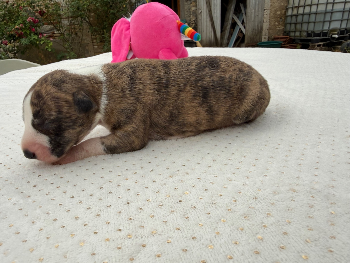 Du Haras Eclair Horside'whip - Chiots disponibles - Whippet