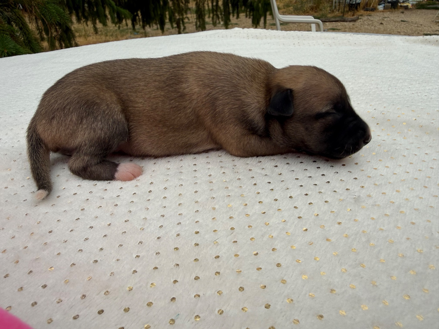 Du Haras Eclair Horside'whip - Chiots disponibles - Whippet