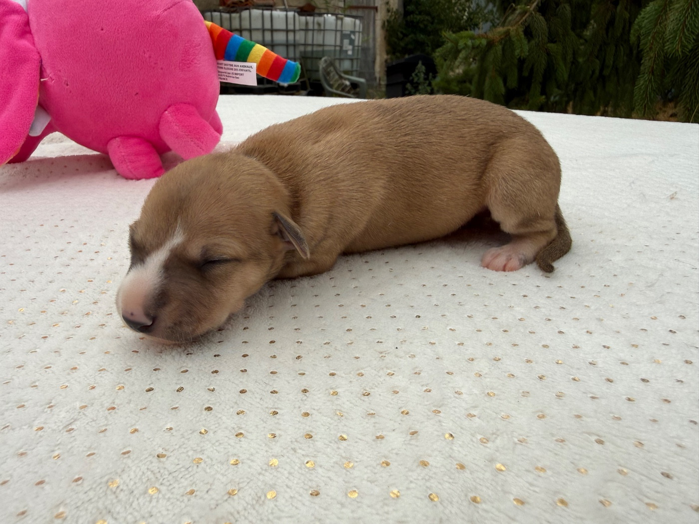 Du Haras Eclair Horside'whip - Chiots disponibles - Whippet