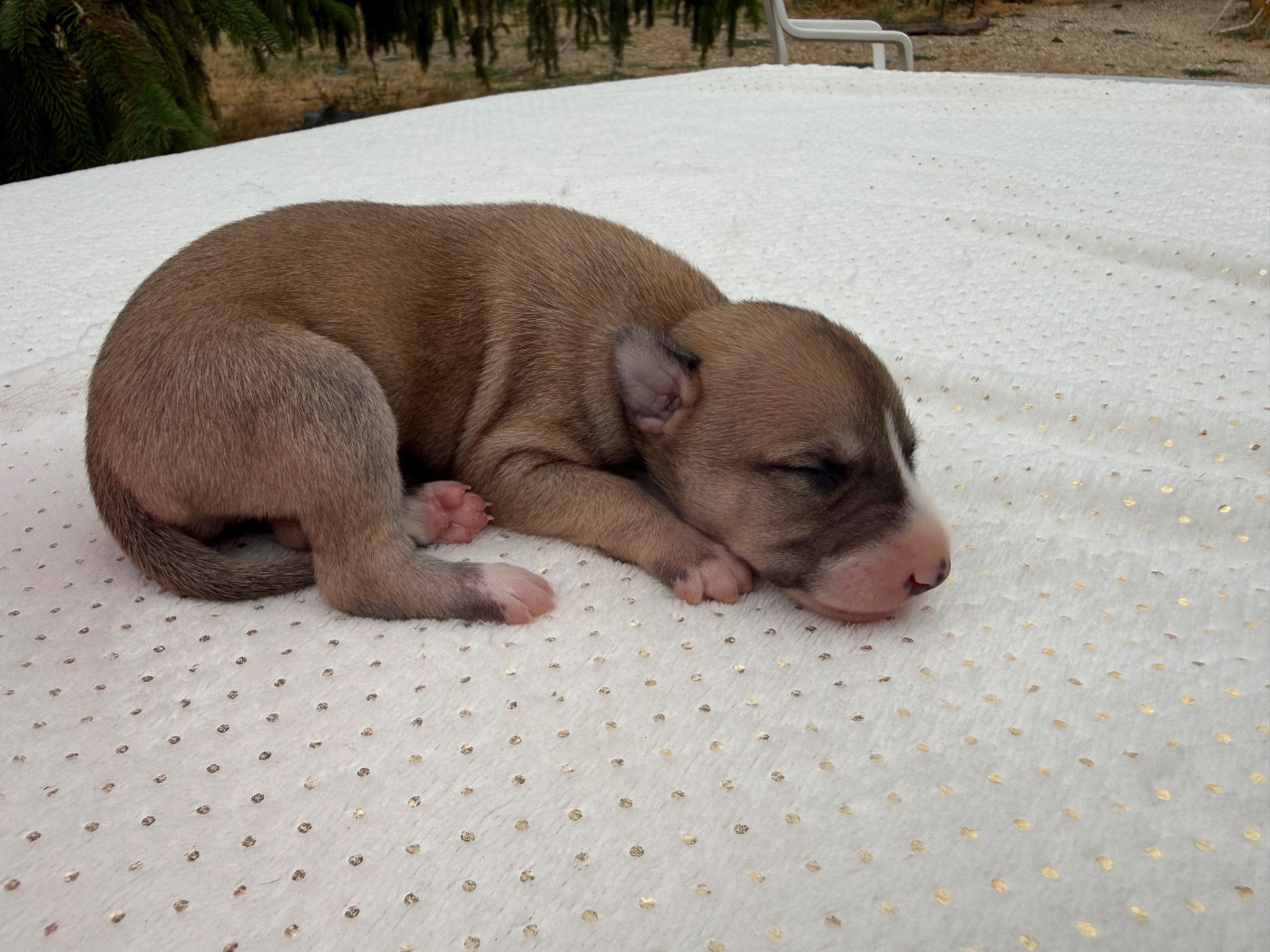 Du Haras Eclair Horside'whip - Chiots disponibles - Whippet