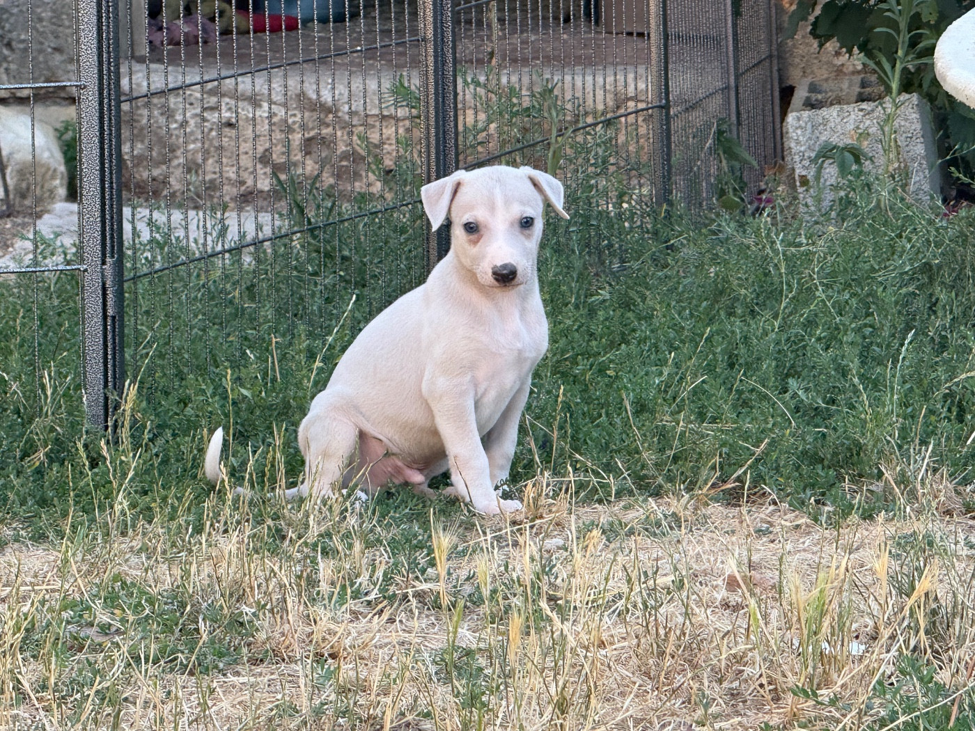 Du Haras Eclair Horside'whip - Chiots disponibles - Whippet