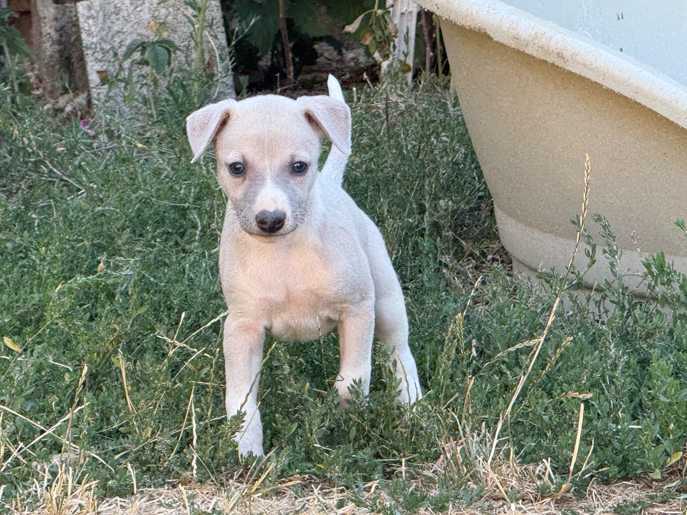 Du Haras Eclair Horside'whip - Chiots disponibles - Whippet
