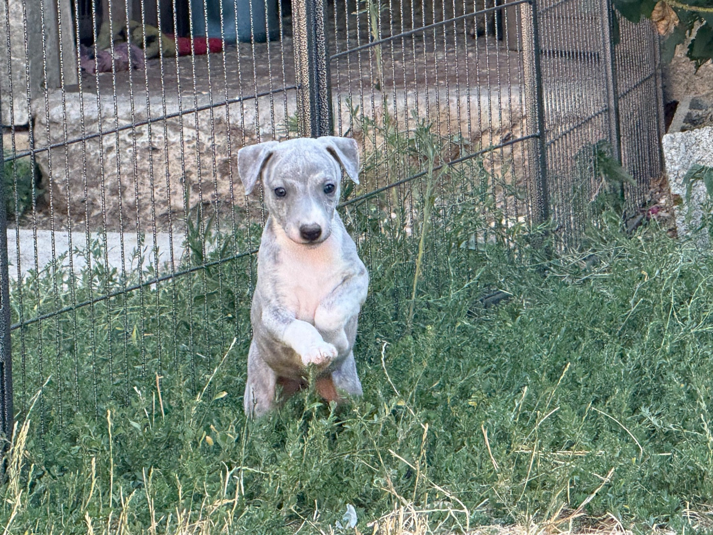 Du Haras Eclair Horside'whip - Chiots disponibles - Whippet