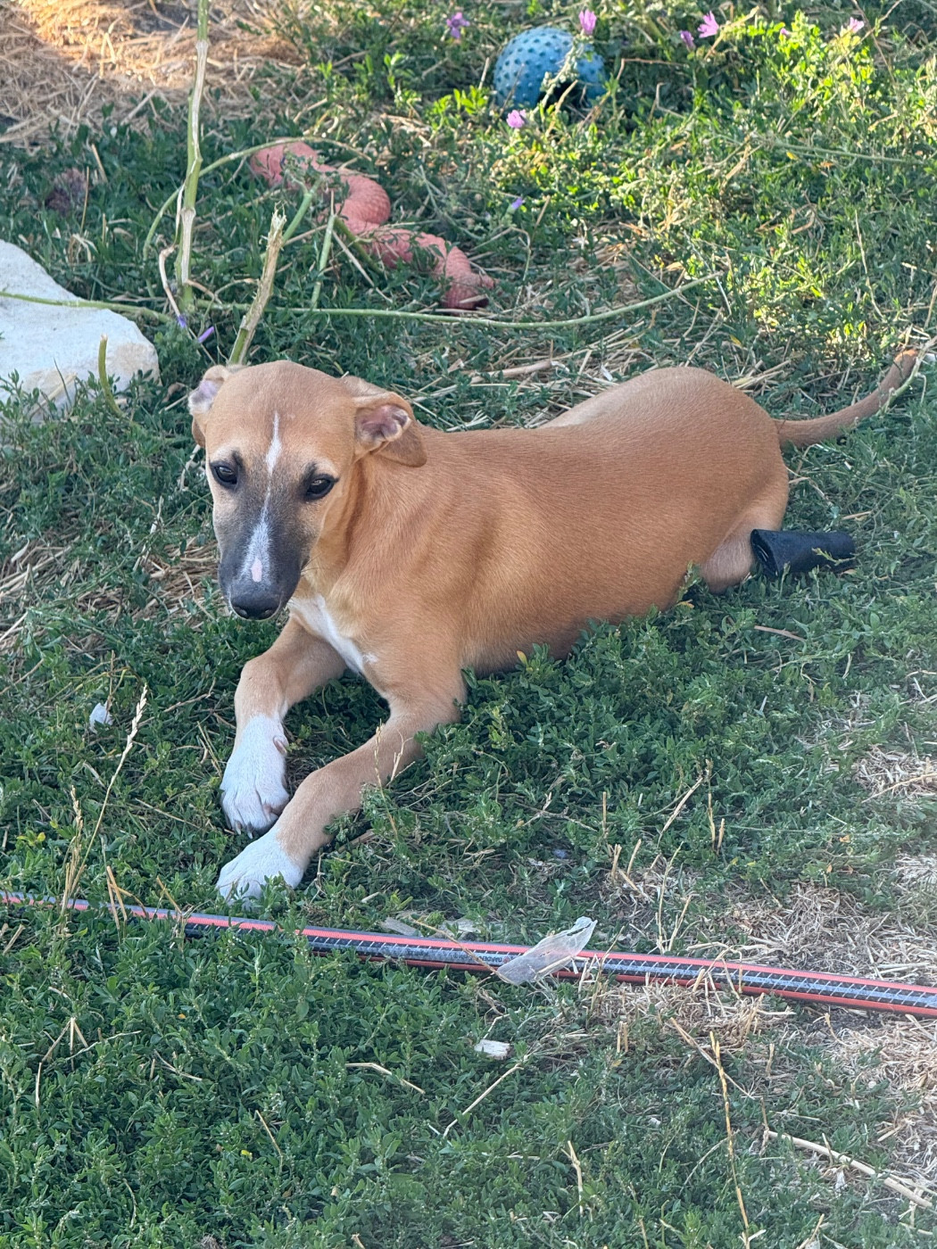 Du Haras Eclair Horside'whip - Chiots disponibles - Whippet