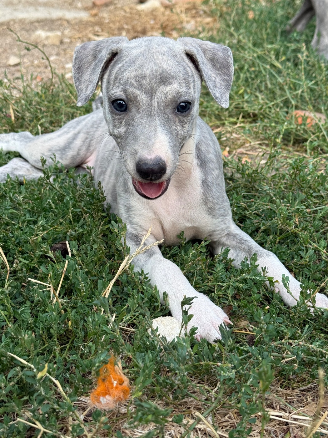 Du Haras Eclair Horside'whip - Chiots disponibles - Whippet