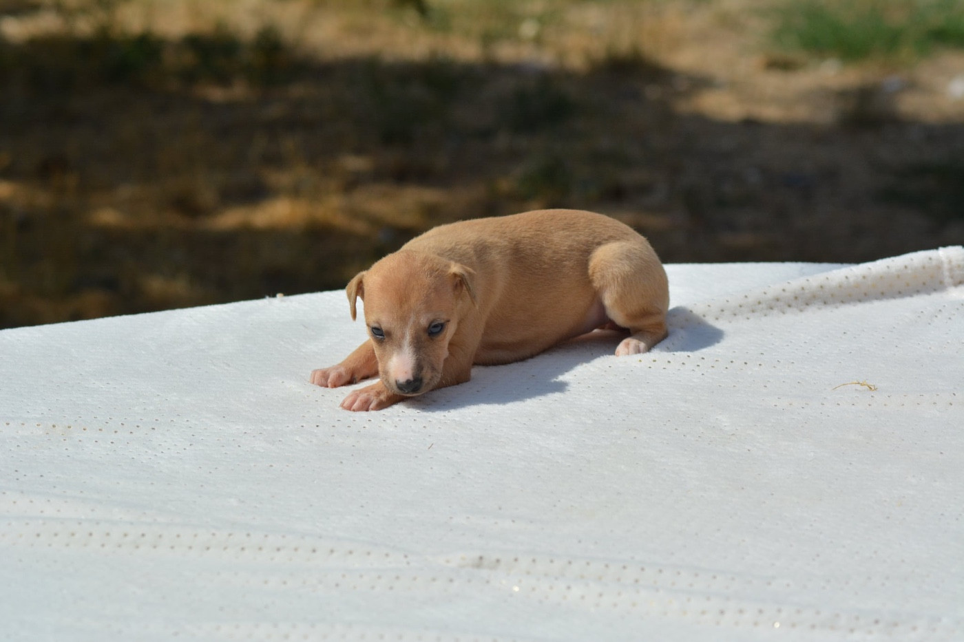 Du Haras Eclair Horside'whip - Chiots disponibles - Whippet