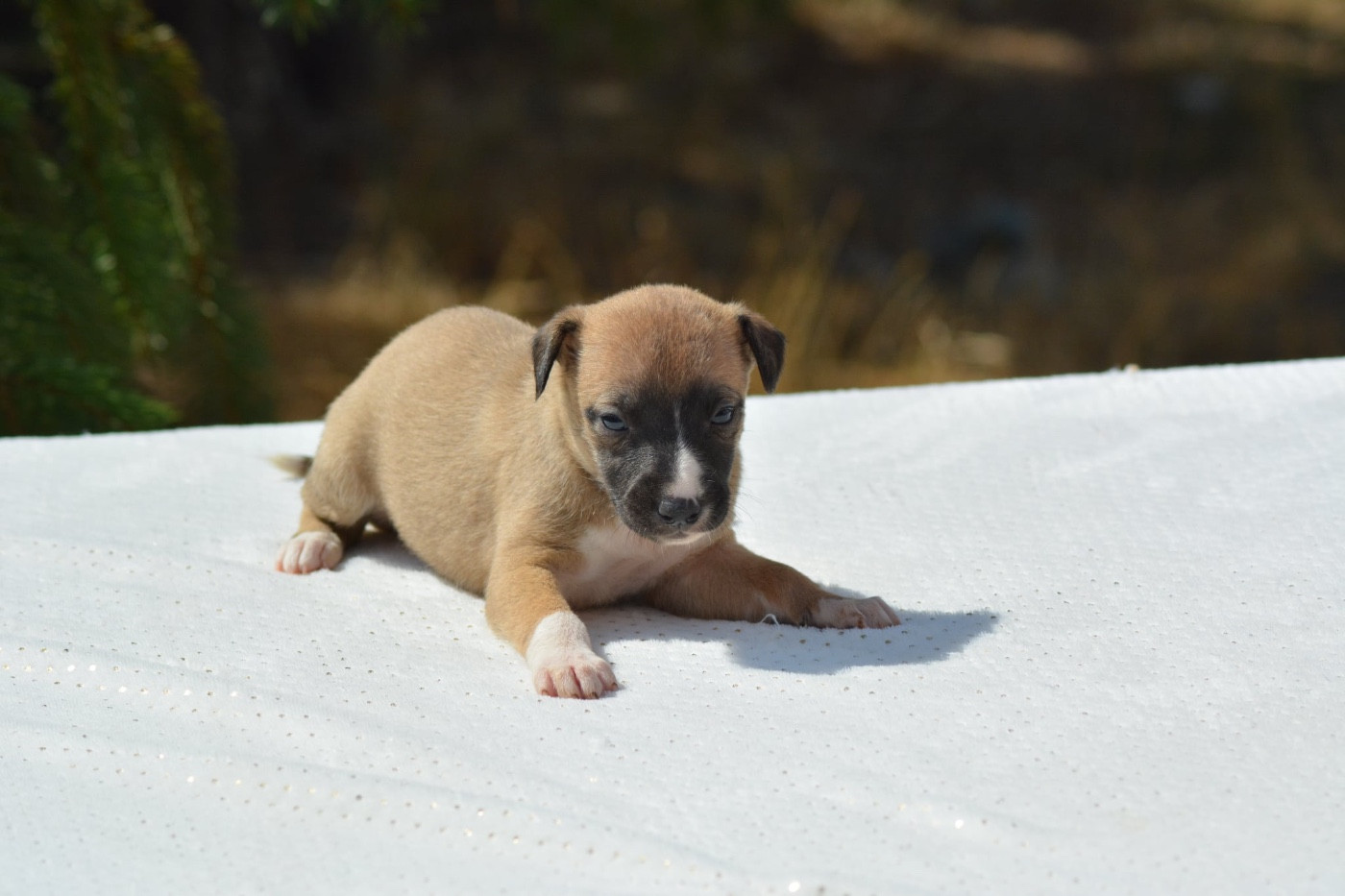 Du Haras Eclair Horside'whip - Chiots disponibles - Whippet