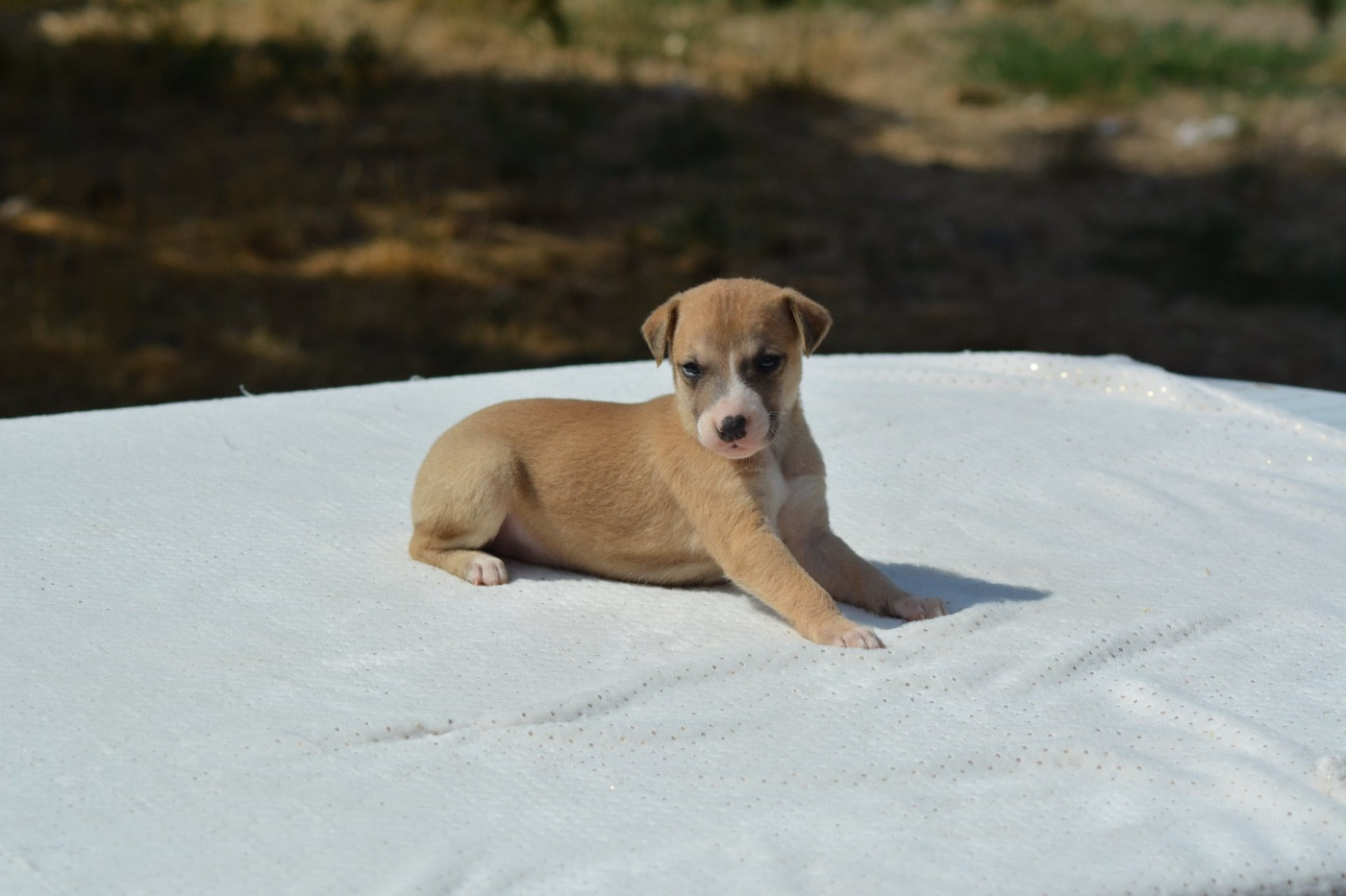 Du Haras Eclair Horside'whip - Chiots disponibles - Whippet