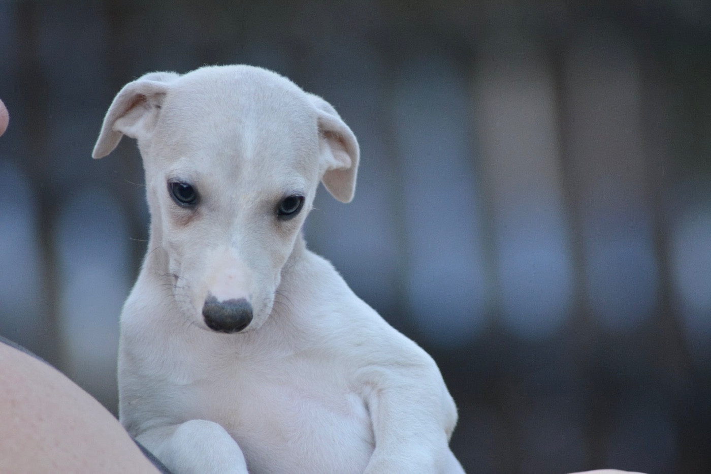 Du Haras Eclair Horside'whip - Chiots disponibles - Whippet