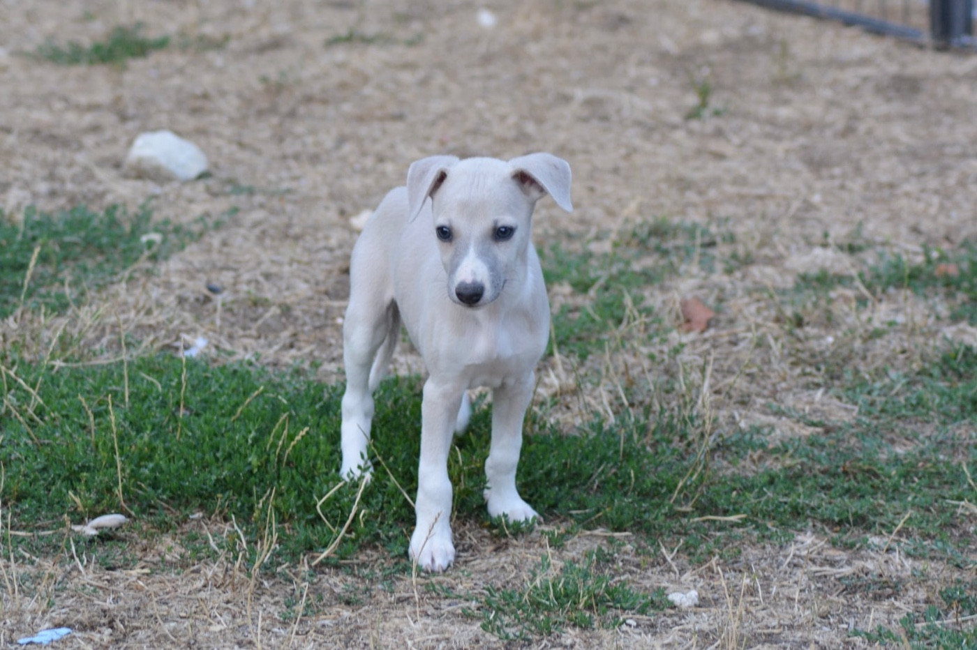 Du Haras Eclair Horside'whip - Chiots disponibles - Whippet