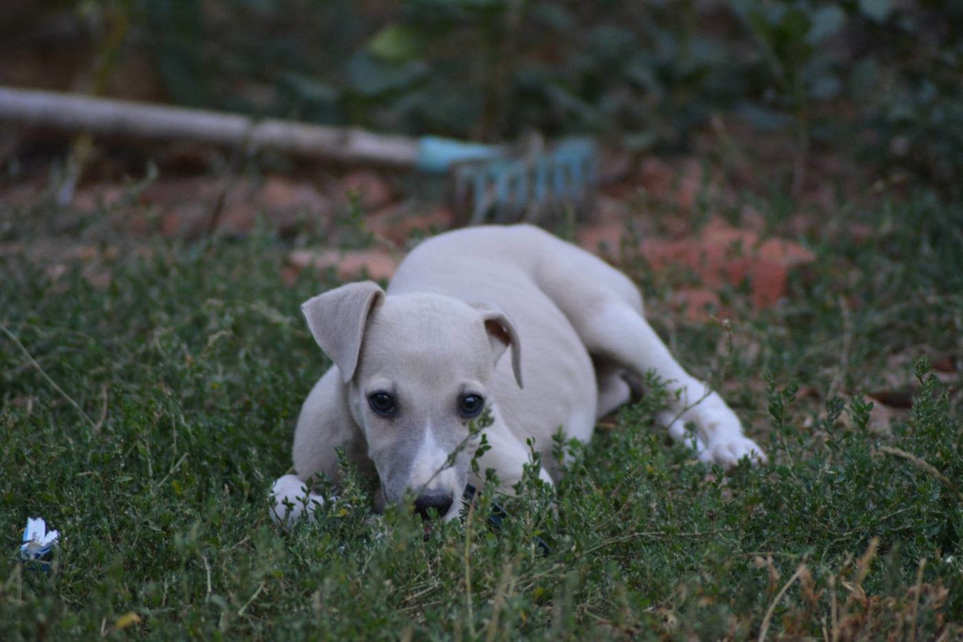 Du Haras Eclair Horside'whip - Chiots disponibles - Whippet