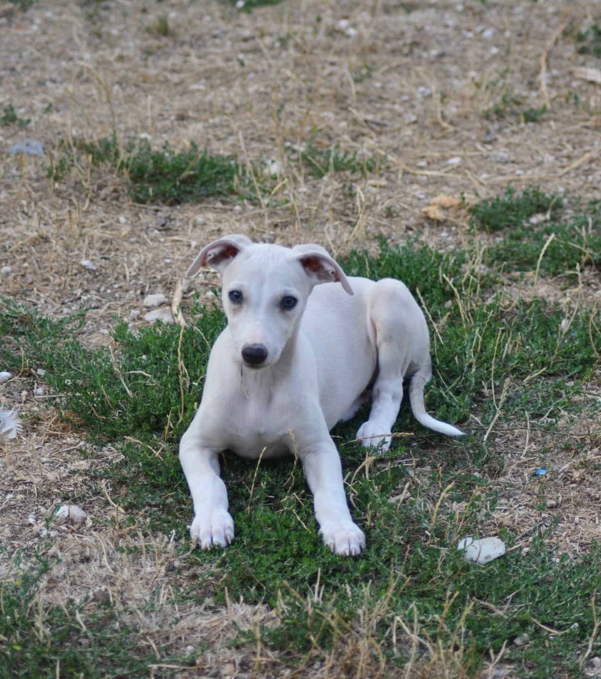 Du Haras Eclair Horside'whip - Chiots disponibles - Whippet