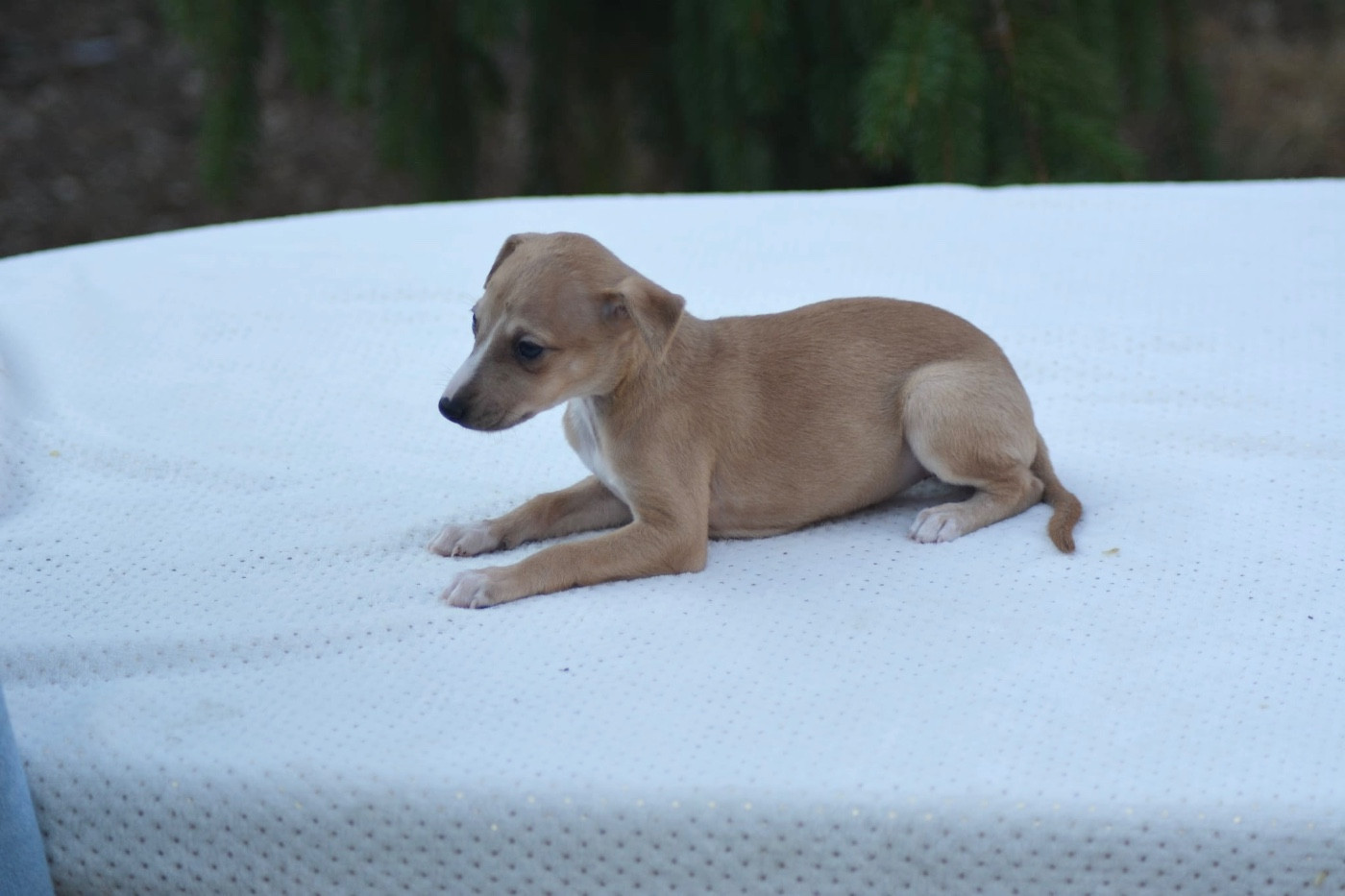 Du Haras Eclair Horside'whip - Chiots disponibles - Whippet