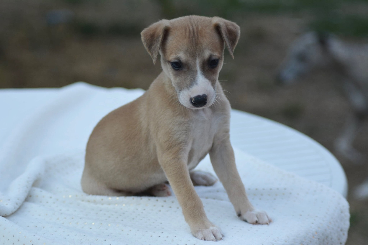 Du Haras Eclair Horside'whip - Chiots disponibles - Whippet