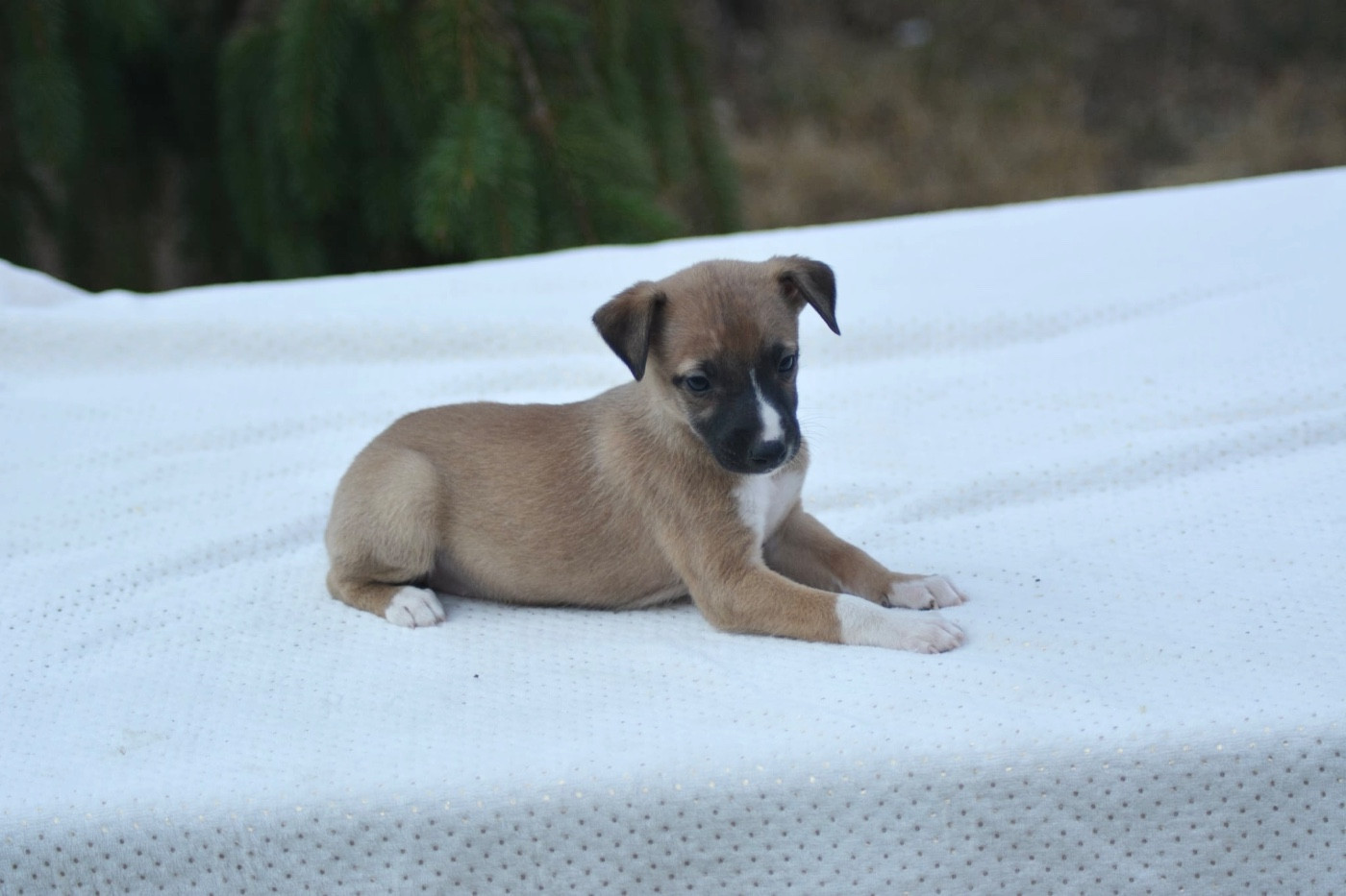 Du Haras Eclair Horside'whip - Chiots disponibles - Whippet
