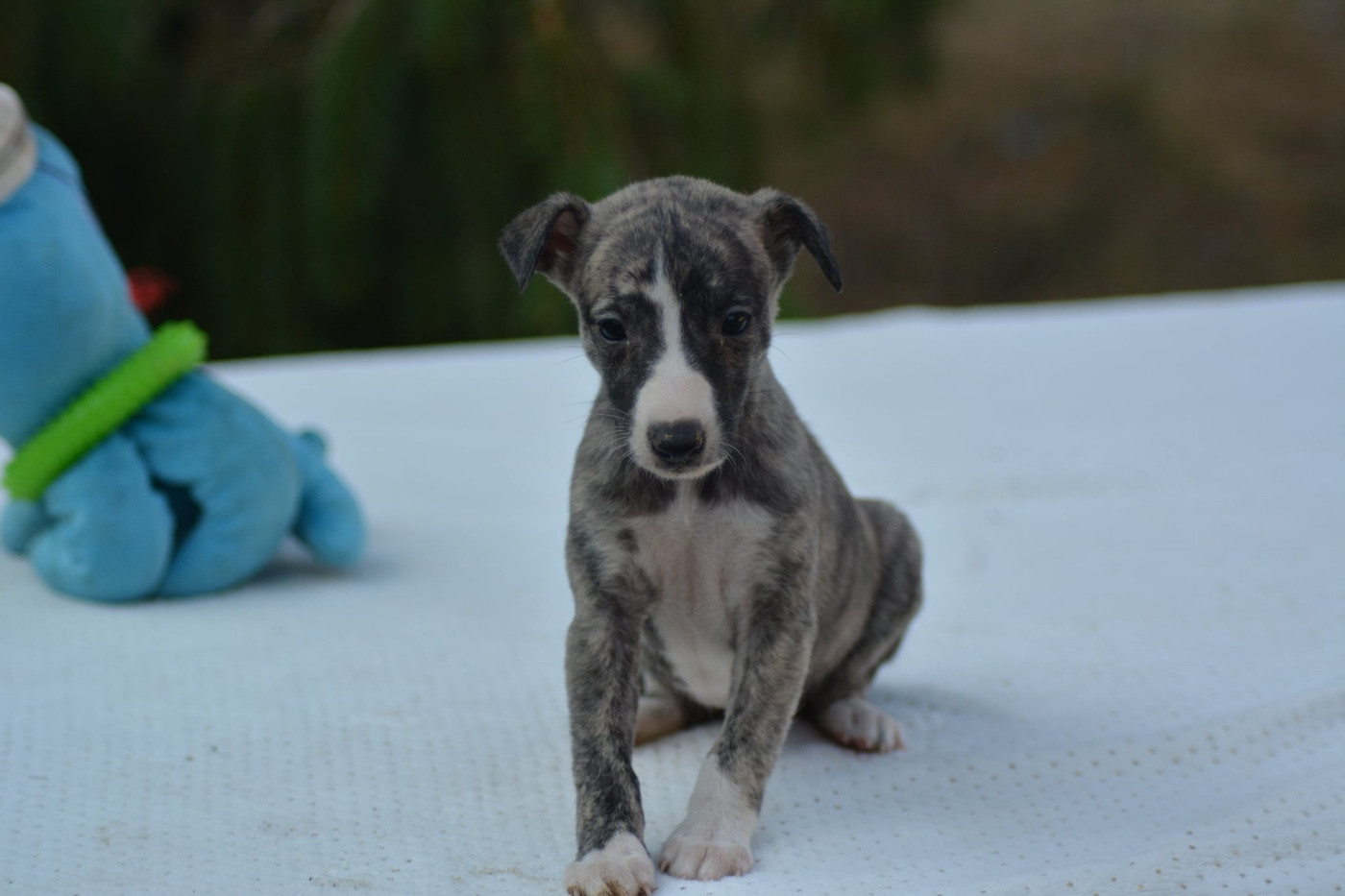 Du Haras Eclair Horside'whip - Chiots disponibles - Whippet