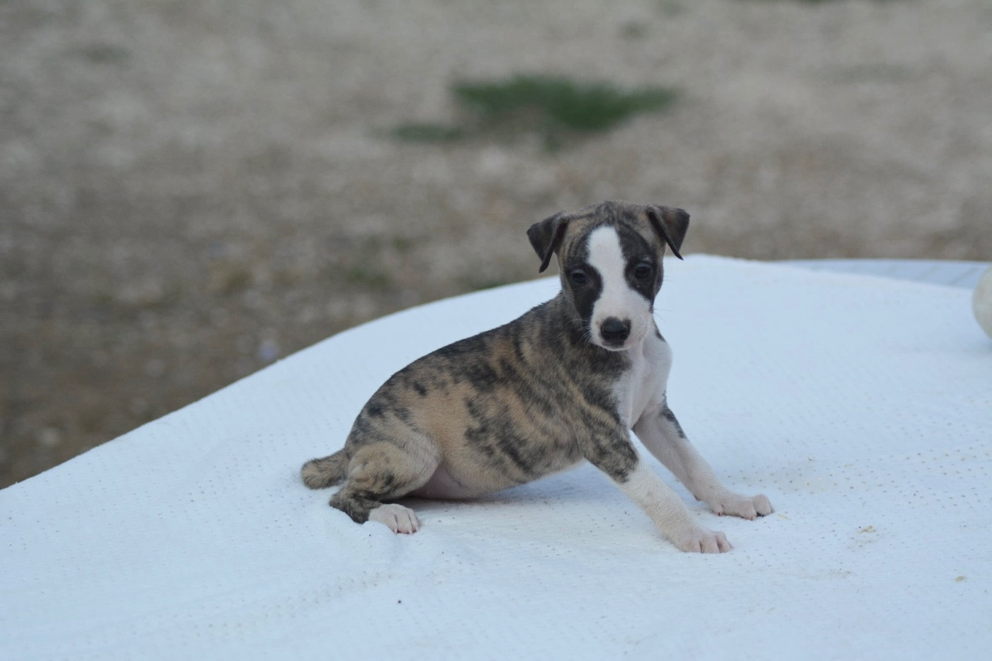 Du Haras Eclair Horside'whip - Chiots disponibles - Whippet