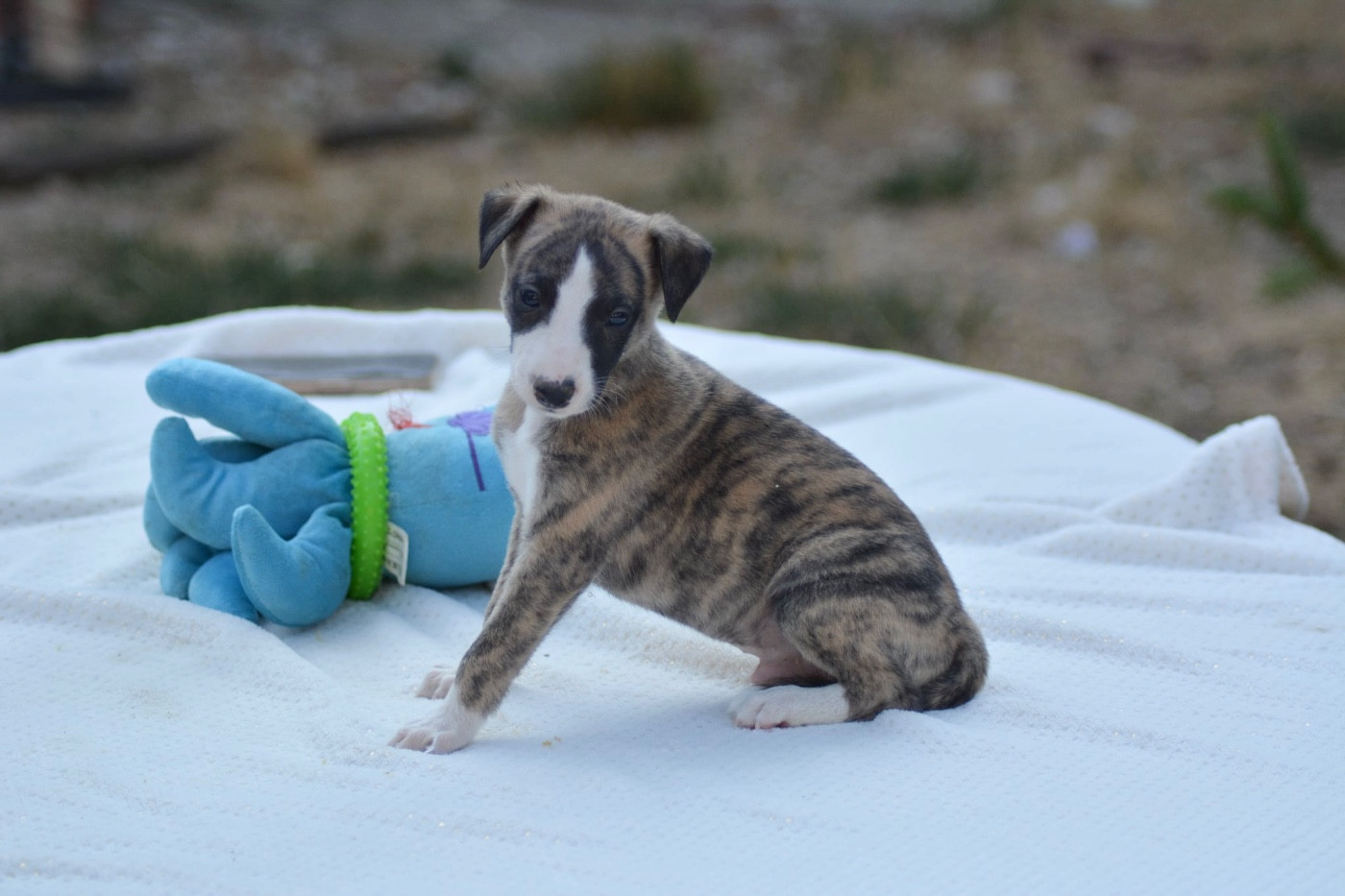 Du Haras Eclair Horside'whip - Chiots disponibles - Whippet