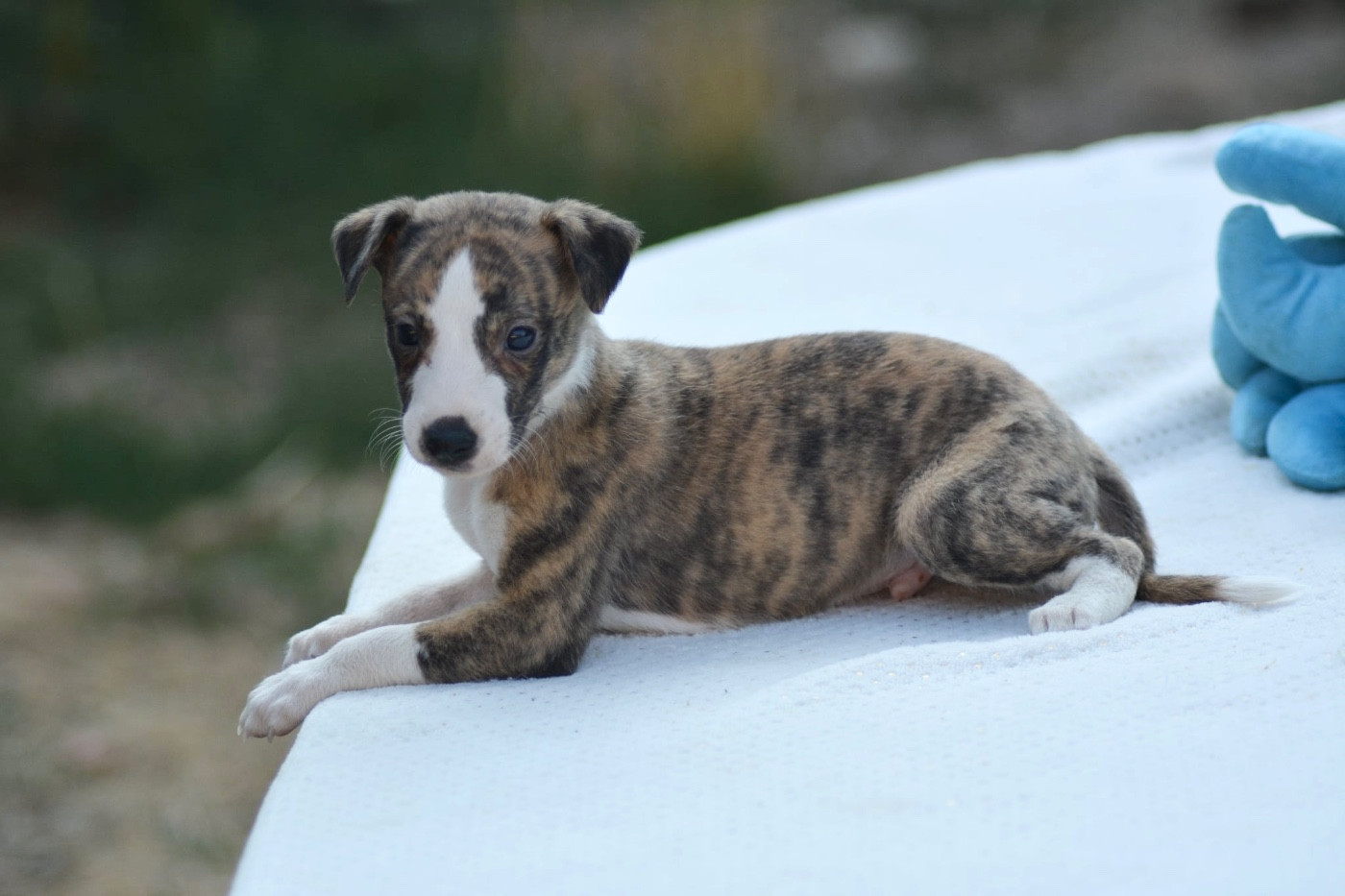 Du Haras Eclair Horside'whip - Chiots disponibles - Whippet