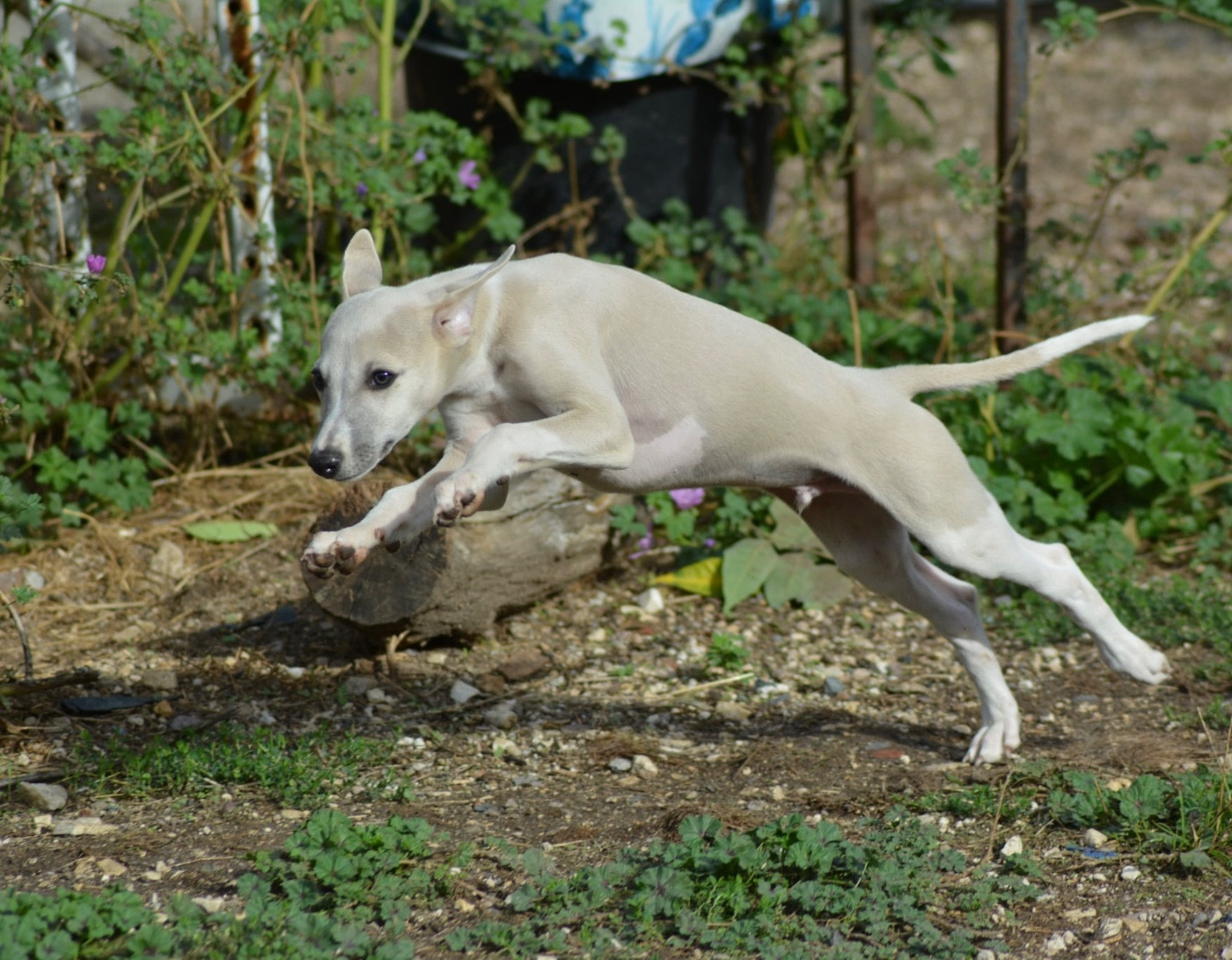 Du Haras Eclair Horside'whip - Chiots disponibles - Whippet