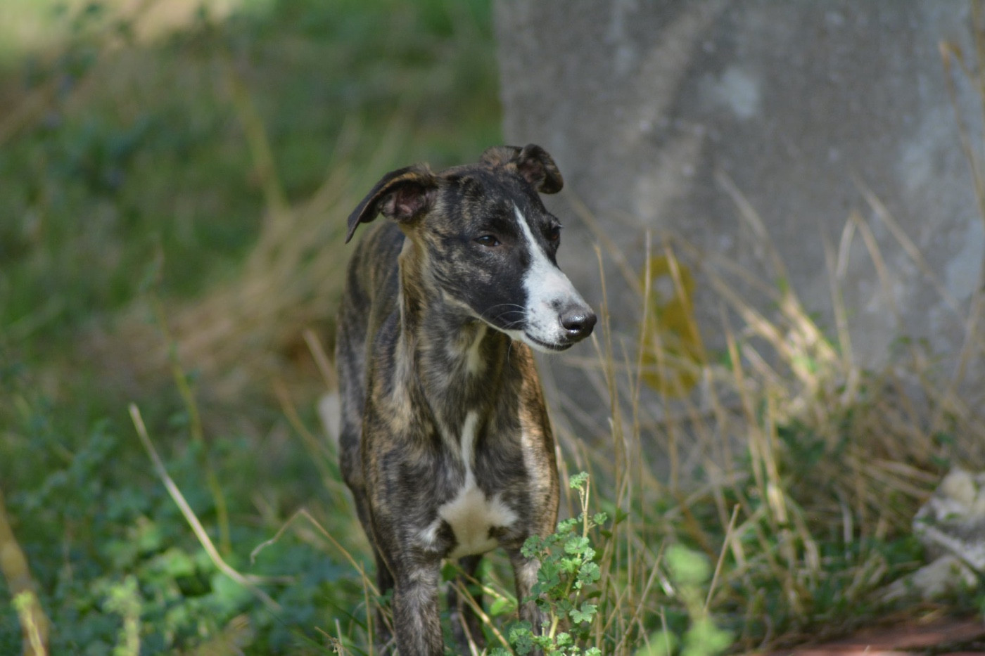 Du Haras Eclair Horside'whip - Chiots disponibles - Whippet