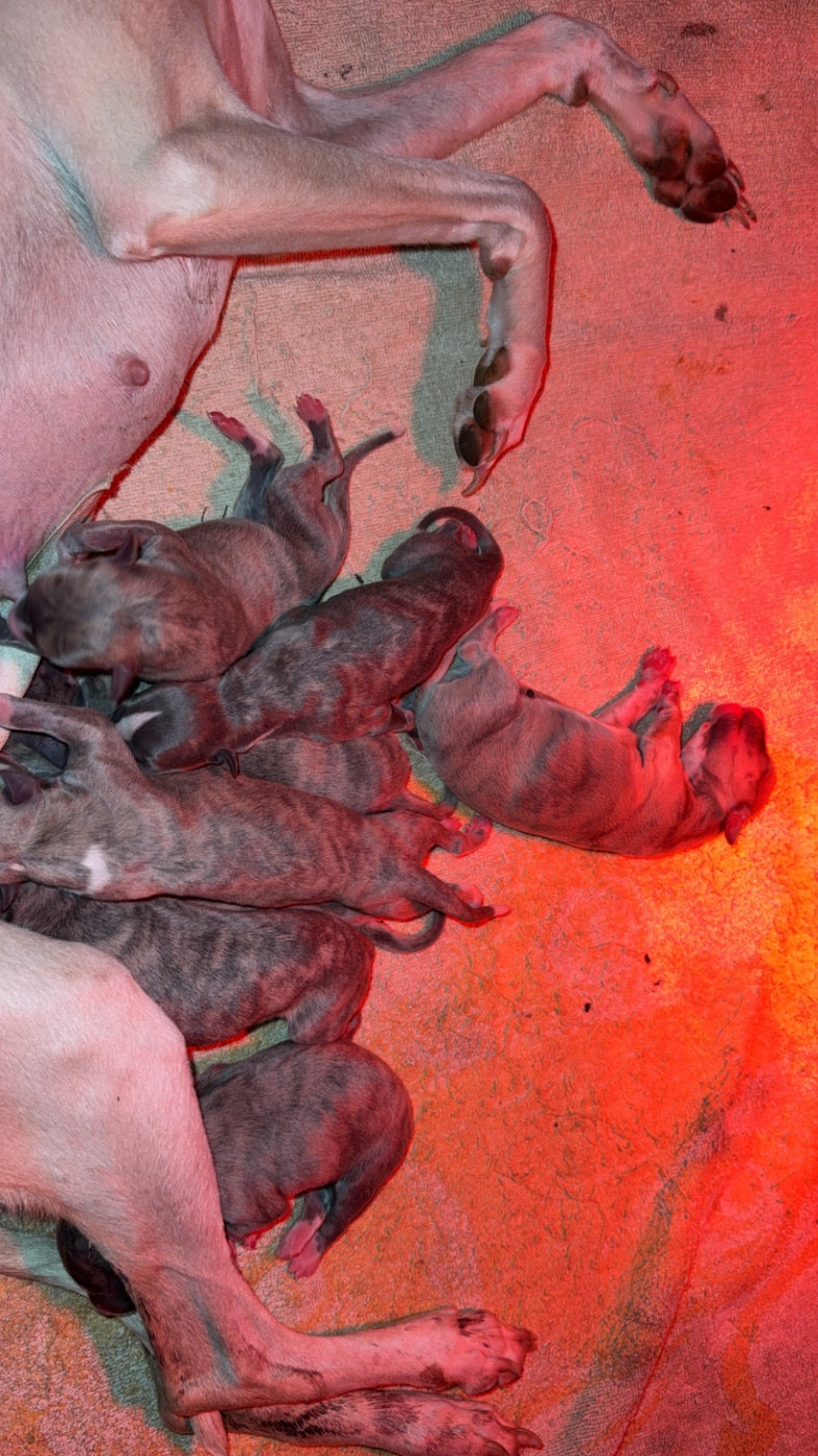 Chiot Whippet Du Haras Eclair Horside'whip