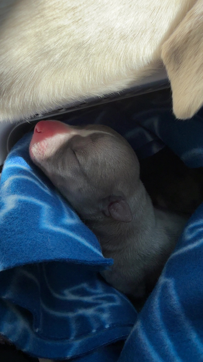 Du Haras Eclair Horside'whip - Chiots disponibles - Whippet