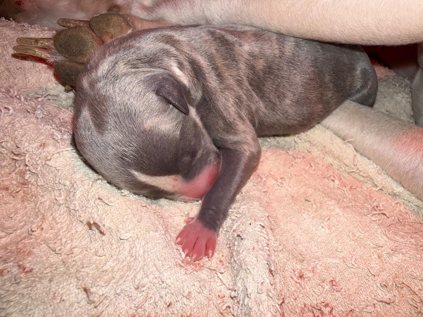 Du Haras Eclair Horside'whip - Chiots disponibles - Whippet