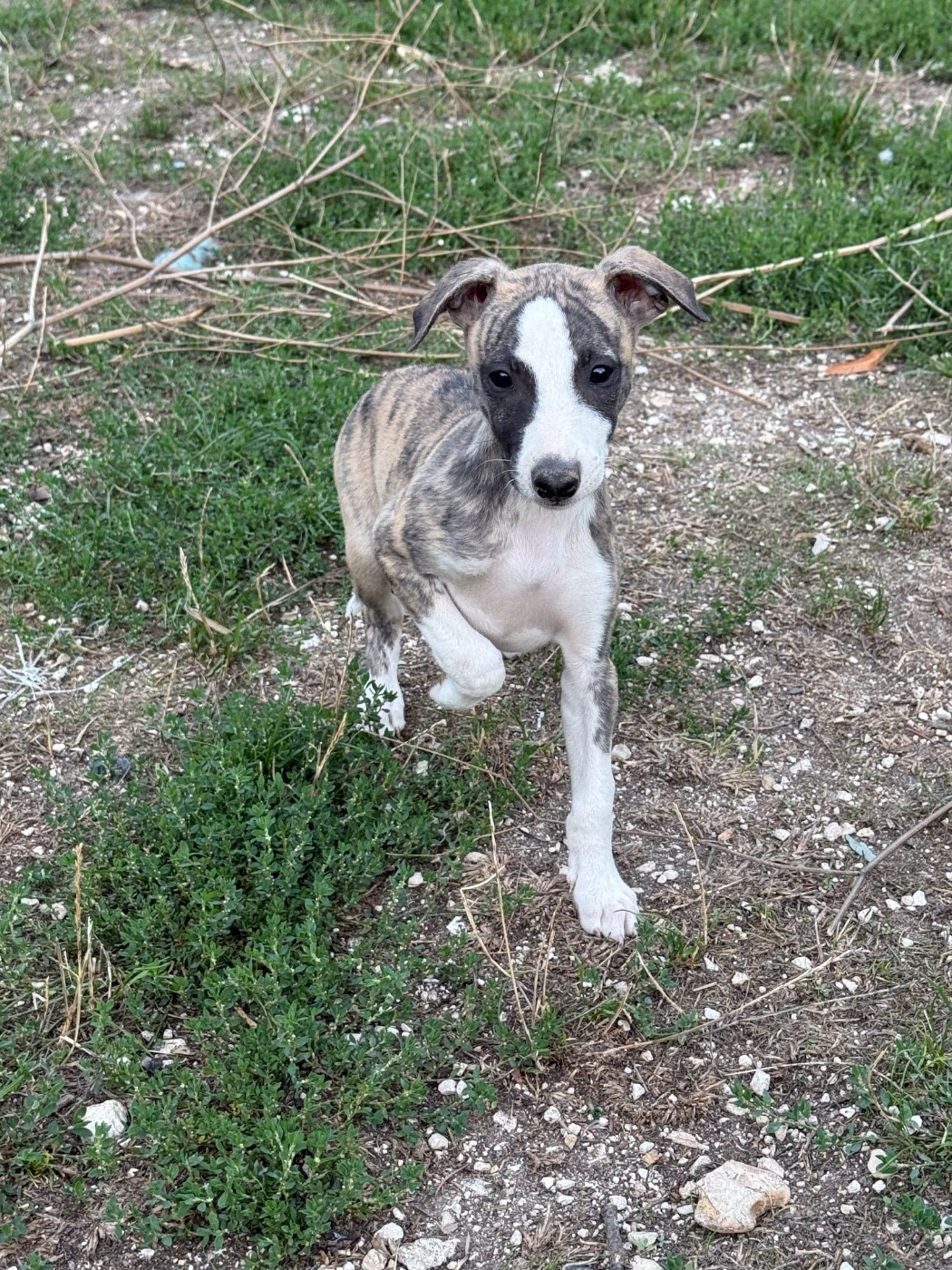 Du Haras Eclair Horside'whip - Chiots disponibles - Whippet