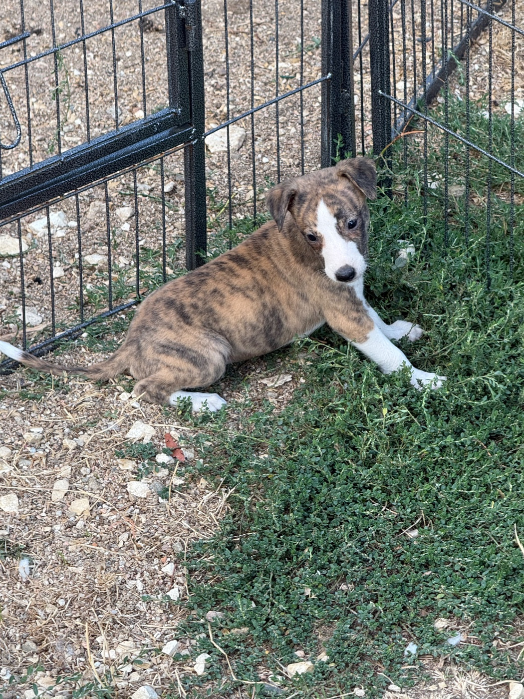 Du Haras Eclair Horside'whip - Chiots disponibles - Whippet