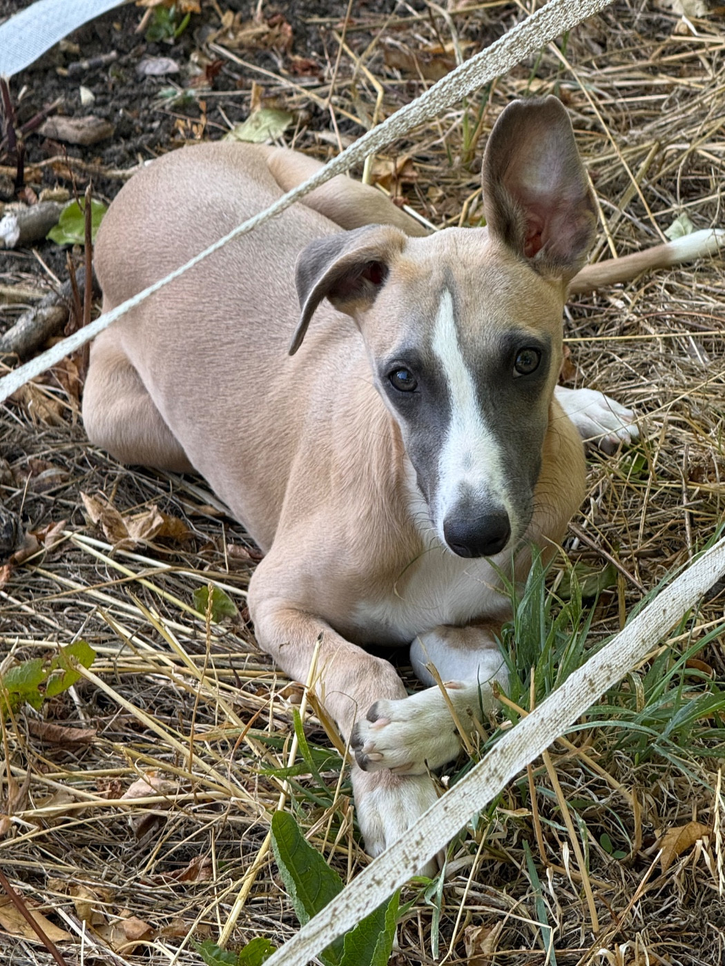 Du Haras Eclair Horside'whip - Chiots disponibles - Whippet