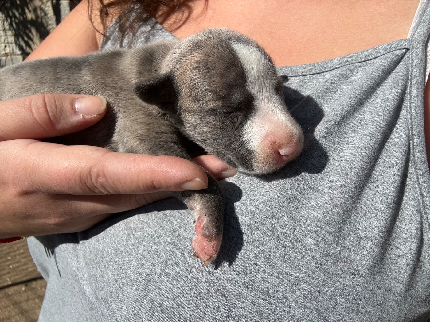 Du Haras Eclair Horside'whip - Chiots disponibles - Whippet