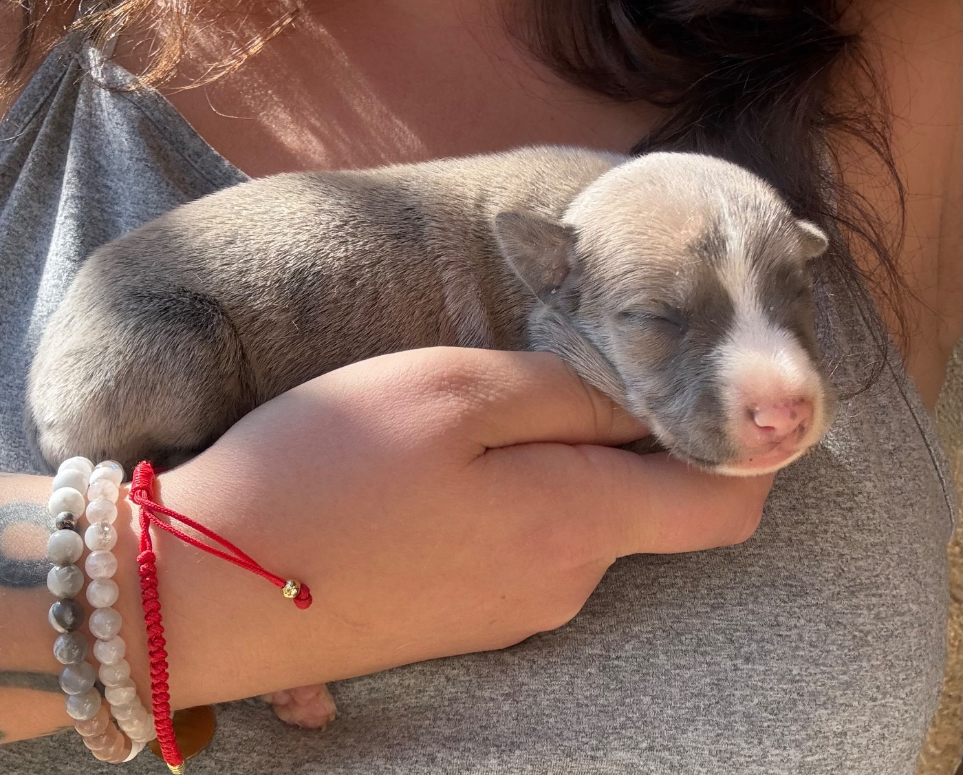 Du Haras Eclair Horside'whip - Chiots disponibles - Whippet