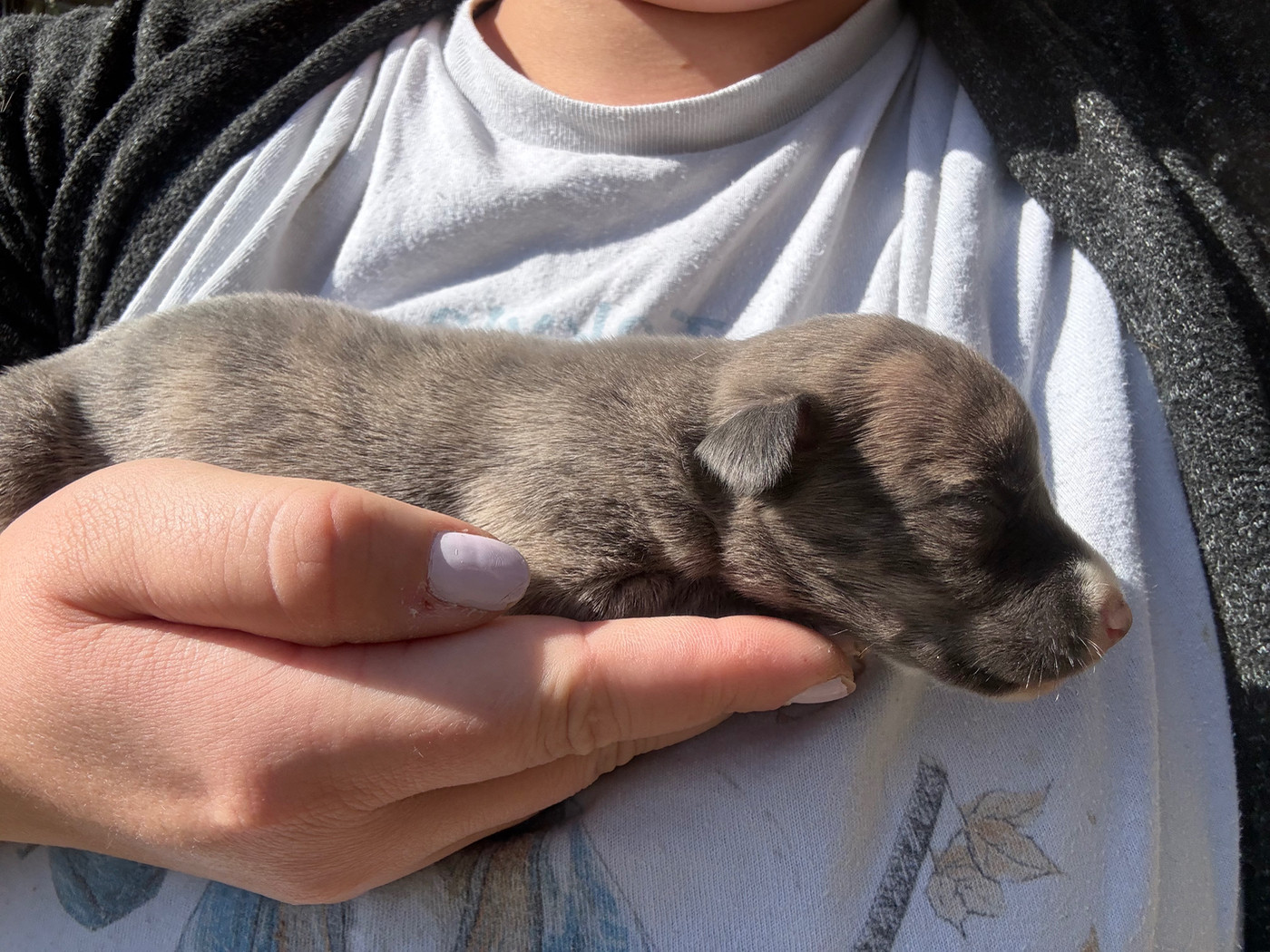 Du Haras Eclair Horside'whip - Chiots disponibles - Whippet