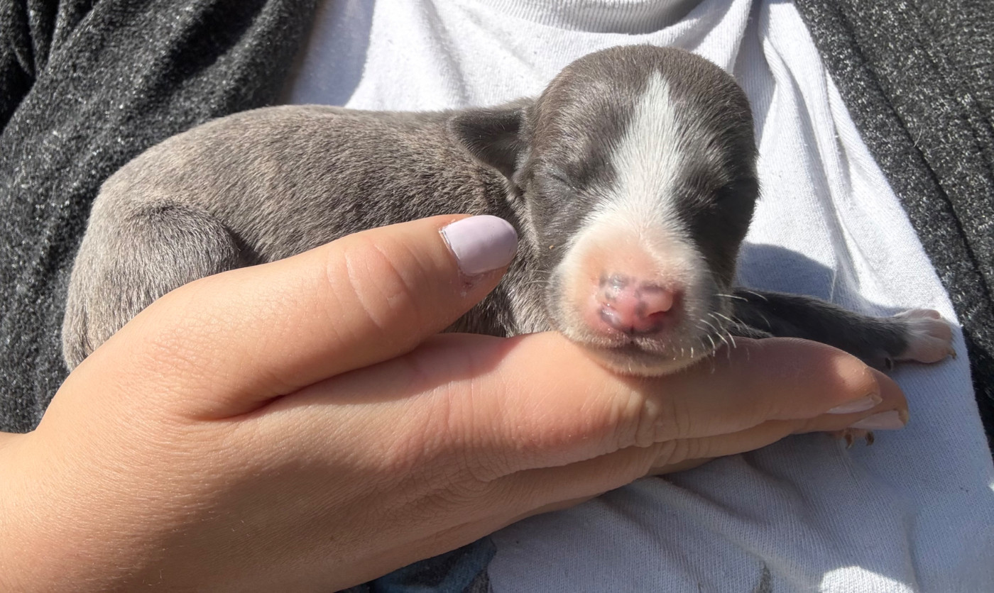 Du Haras Eclair Horside'whip - Chiots disponibles - Whippet