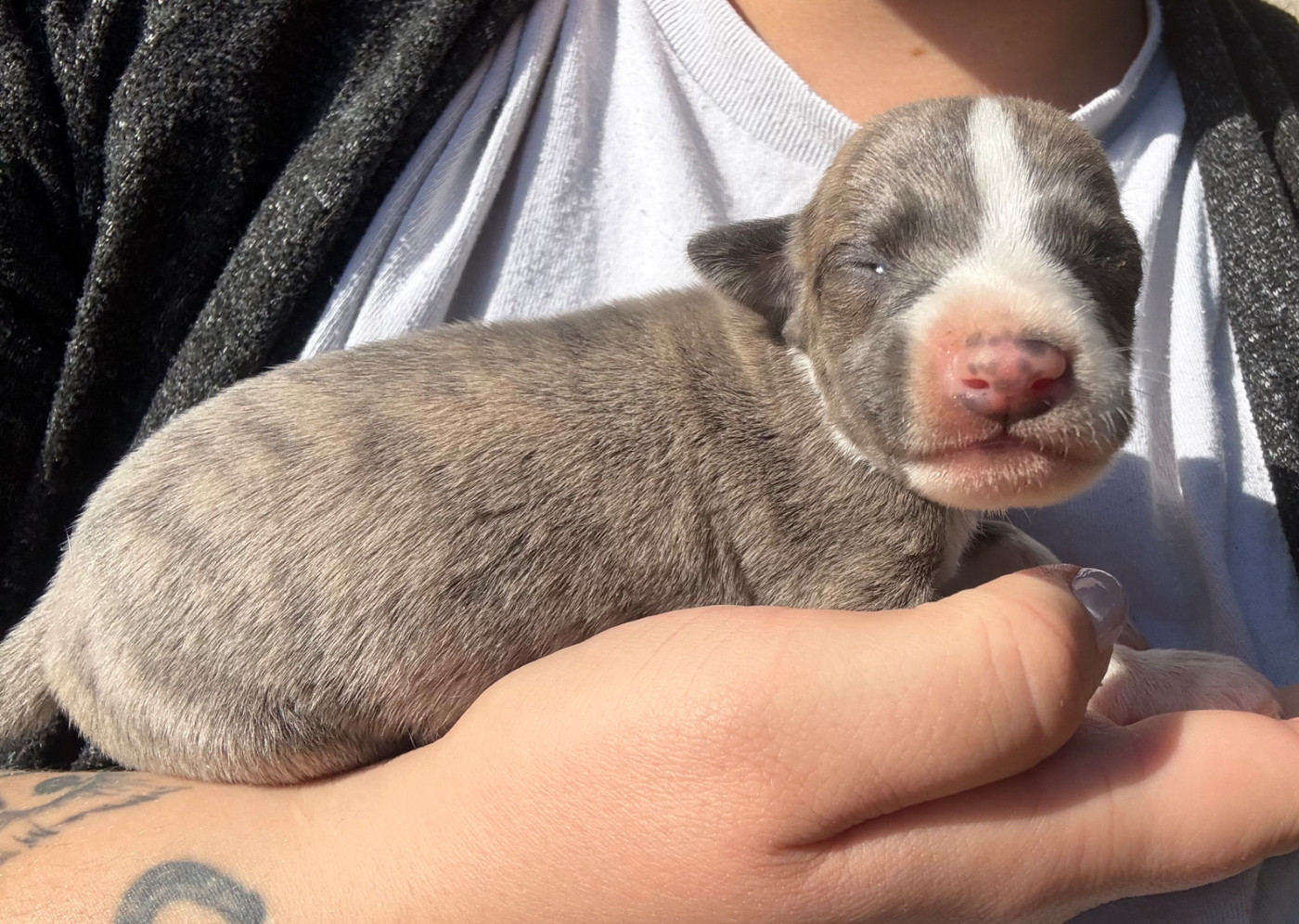 Du Haras Eclair Horside'whip - Chiots disponibles - Whippet