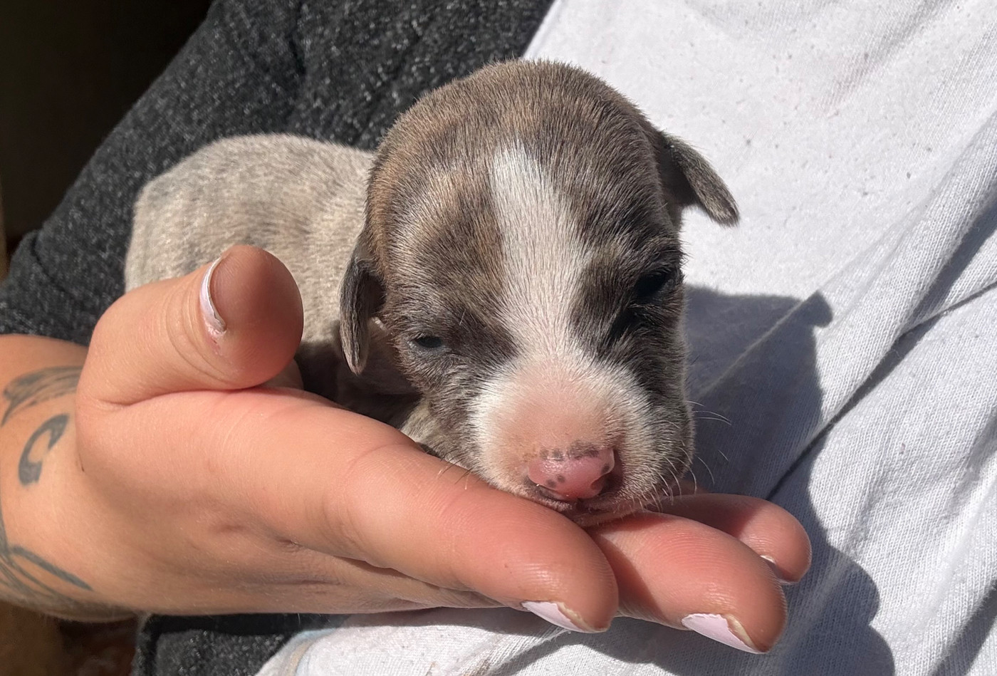 Du Haras Eclair Horside'whip - Chiots disponibles - Whippet