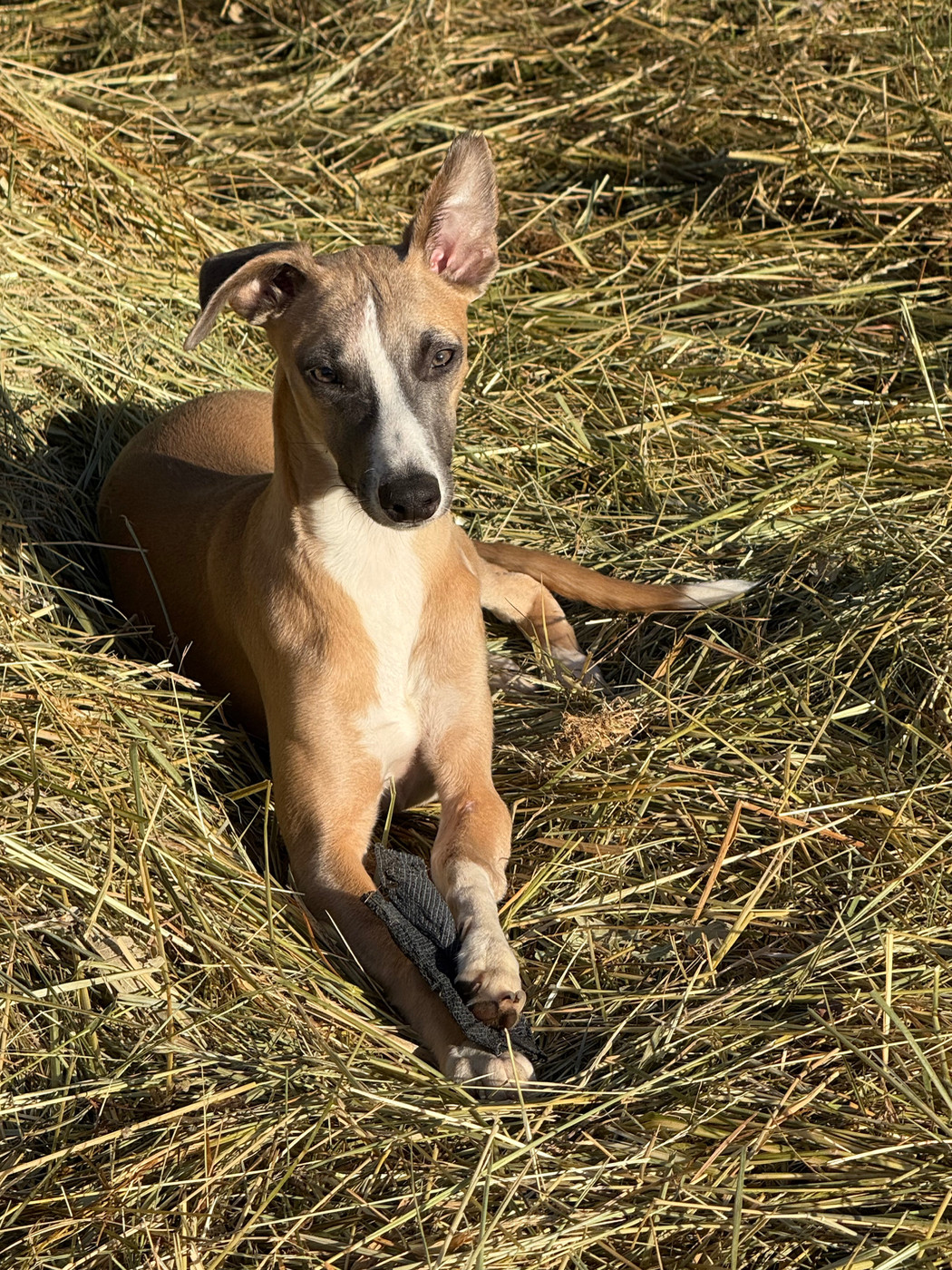 Du Haras Eclair Horside'whip - Chiots disponibles - Whippet