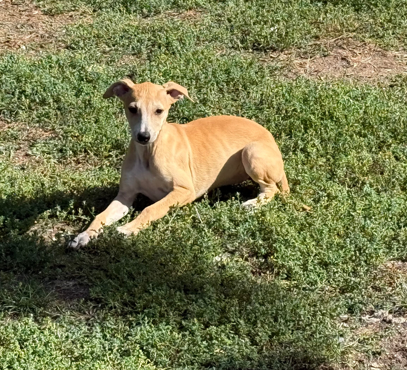 Du Haras Eclair Horside'whip - Chiots disponibles - Whippet