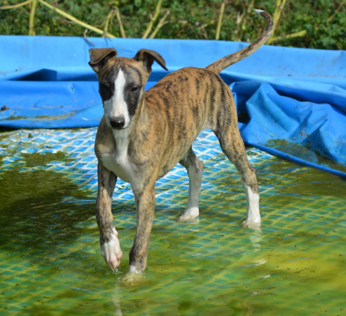 Du Haras Eclair Horside'whip - Chiots disponibles - Whippet