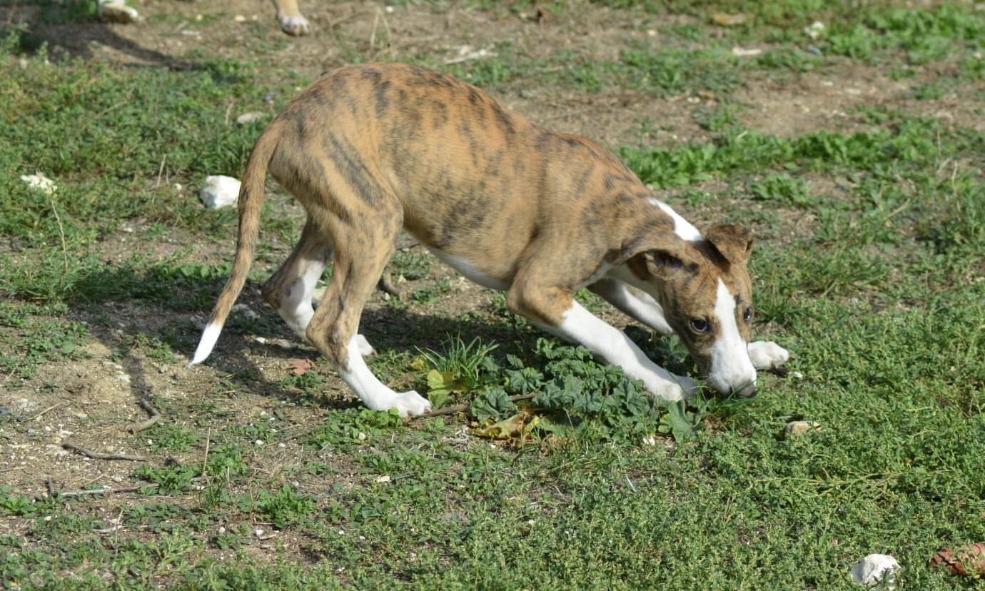 Du Haras Eclair Horside'whip - Chiots disponibles - Whippet