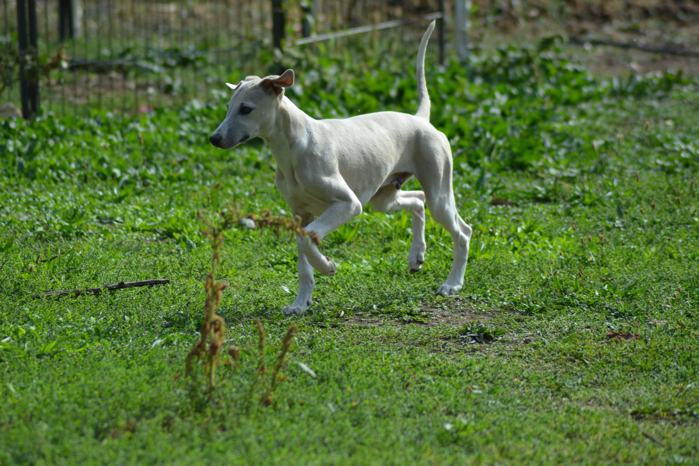 Du Haras Eclair Horside'whip - Chiots disponibles - Whippet