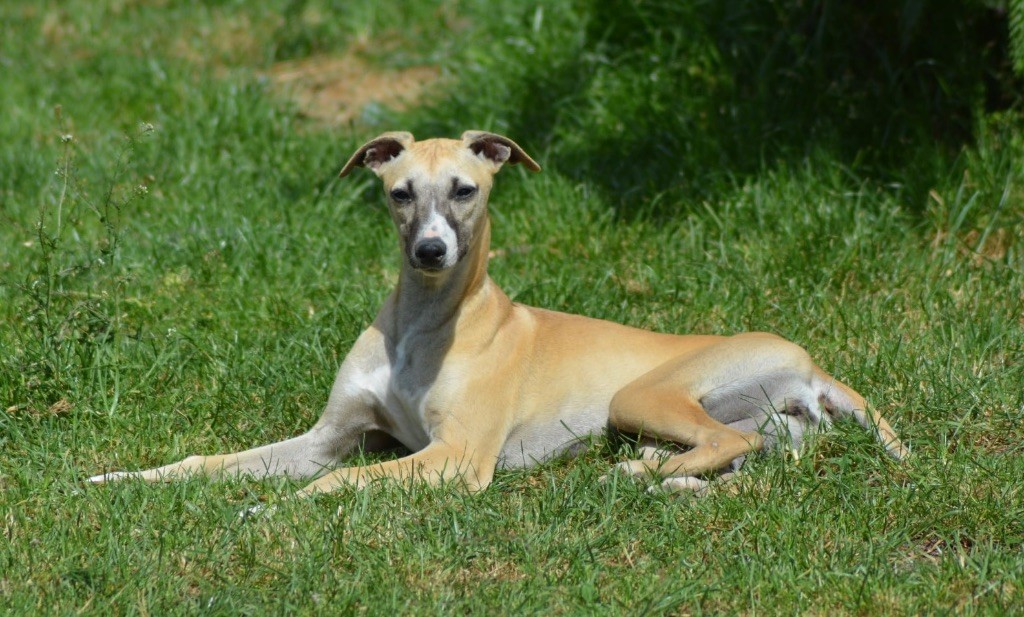 Du Haras Eclair Horside'whip - Chiots disponibles - Whippet