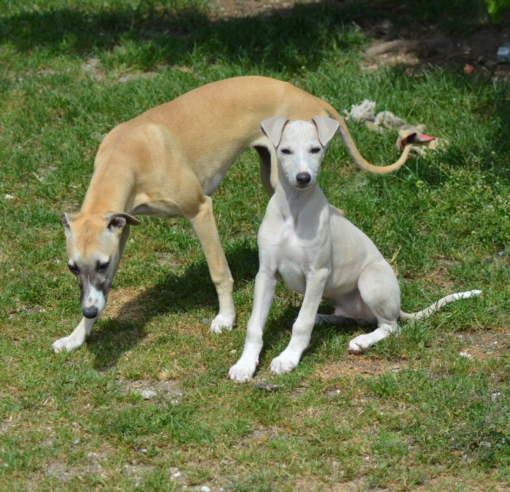 Du Haras Eclair Horside'whip - Chiots disponibles - Whippet